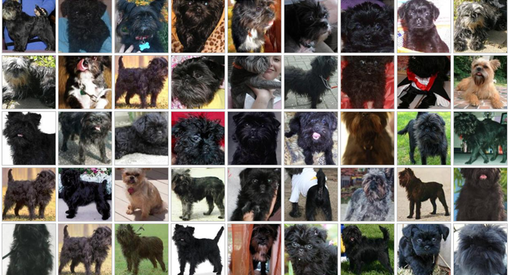 斯坦福大学-犬类数据集