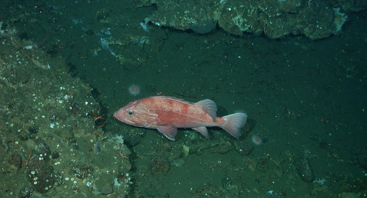 Labeled Fishes in the Wild 鱼类标注数据集