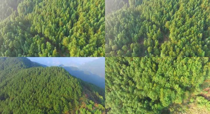 预测森林覆盖类型（无遥感数据） 美国地质调查局和USFS数据获得的数据