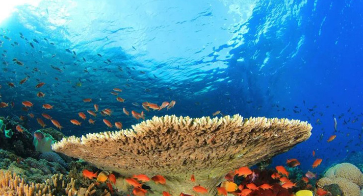 503种属于Demospongiae类的海绵数据集