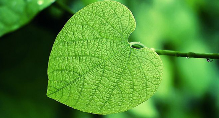 毛里求斯大学农场附近的植物树叶数据集