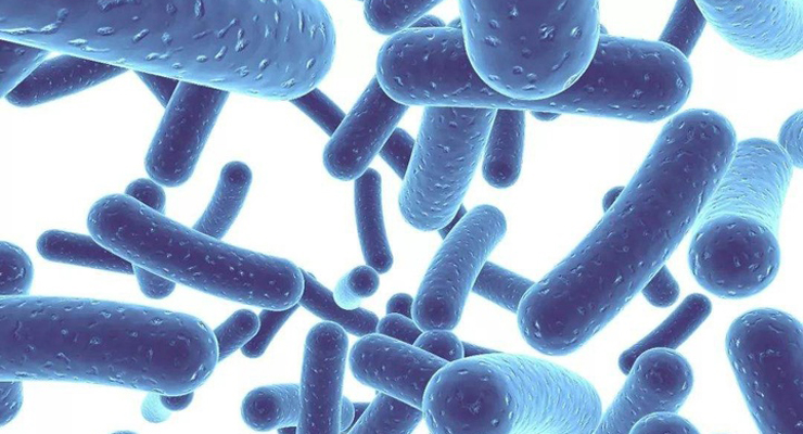 213个微生物菌株获得的571个质谱数据集