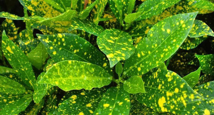 植物病害数据集