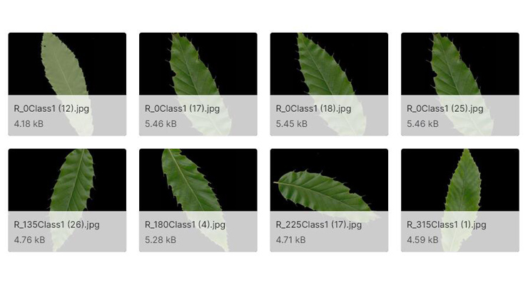 植物叶子数据集
