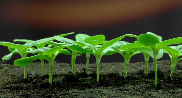 植物幼苗分类数据集