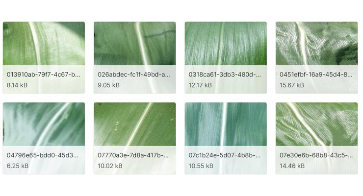 植物病害数据集（Plant Disease）