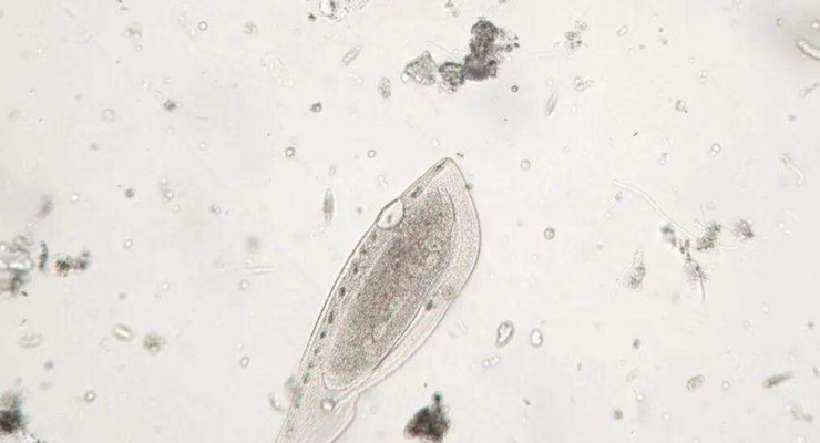 QSAR 水生物毒性数据集