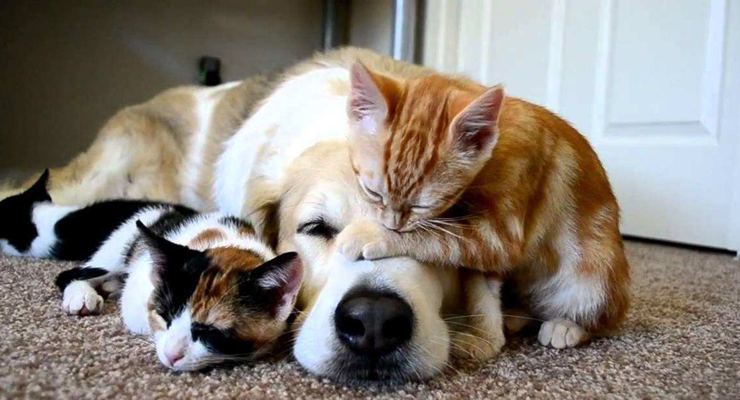猫和狗的图像数据集