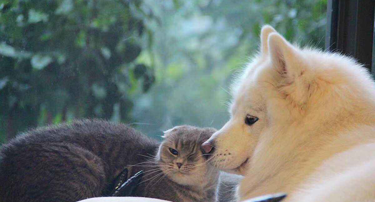猫和狗的图像数据集，包含测试、训练、验证图像