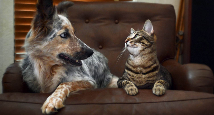 狗和猫图片数据，图像分类