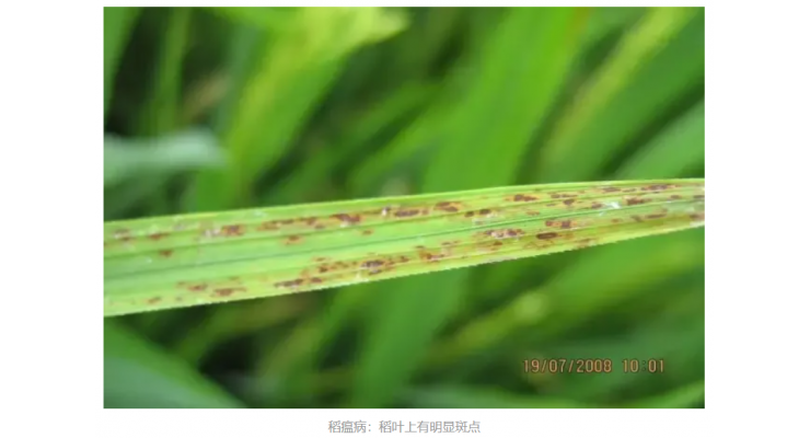 水稻两种基本病害