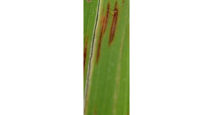 水稻数据集