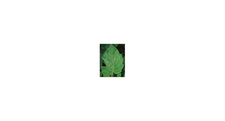 Tomato
