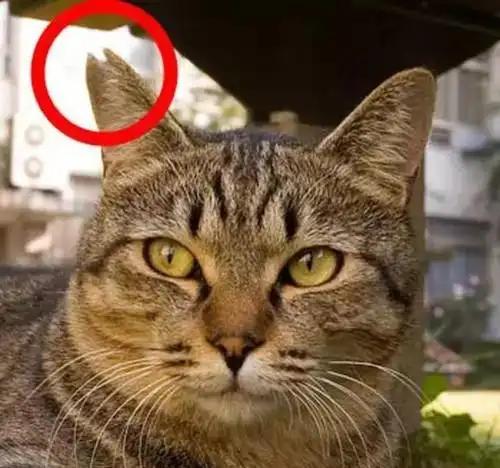 猫咪剪耳识别数据集