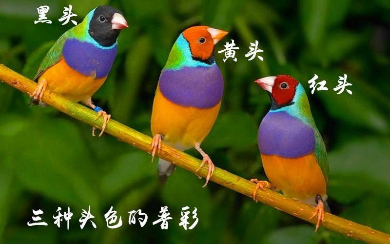 少样本学习-鸟的数据集