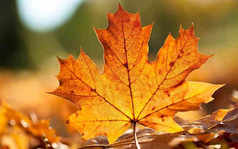 leaf_1树叶数据集