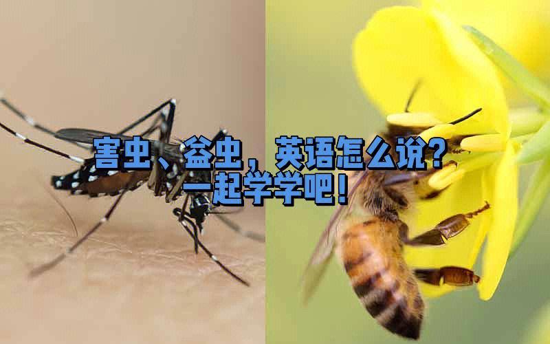 林业害虫数据集