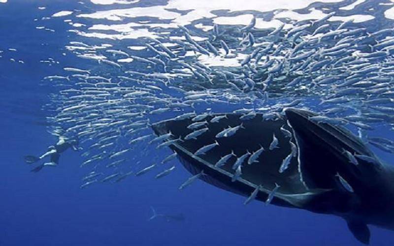 快乐鲸鱼比赛的降低分辨率图像数据集