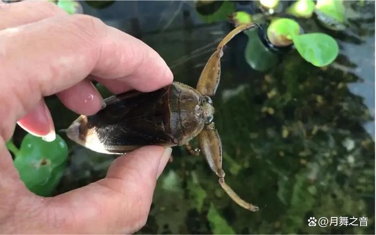 昆虫数据集4