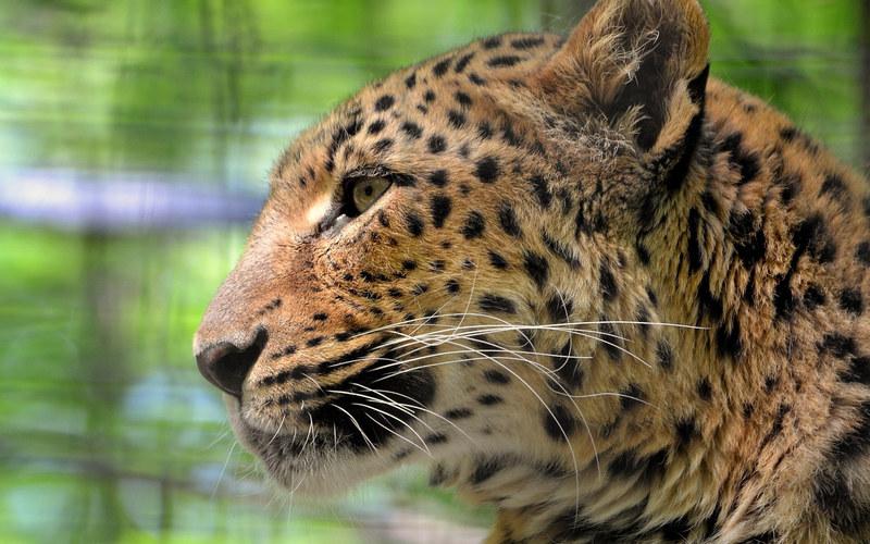 Animal_identification数据集