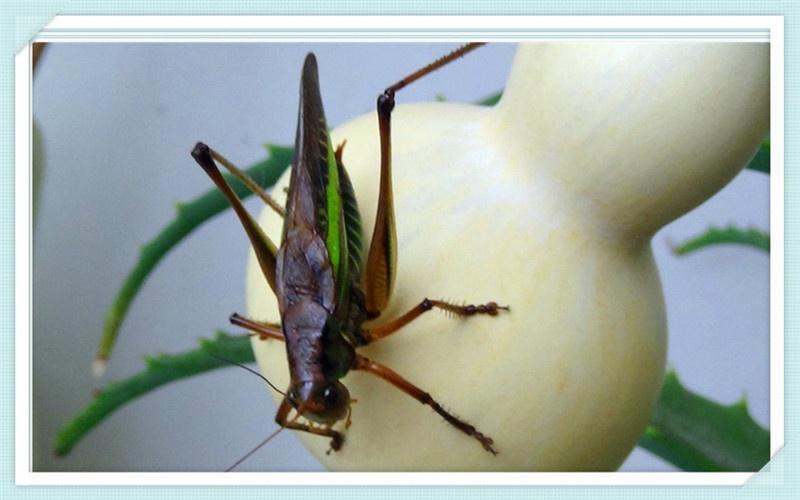 昆虫分类数据集