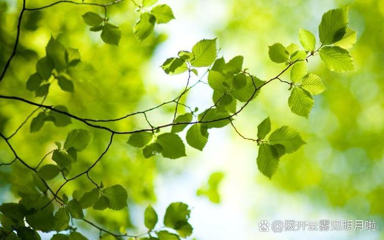 200张不同类型树叶照片数据集