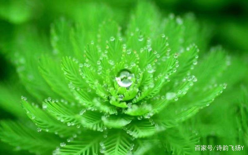 树叶数据集4