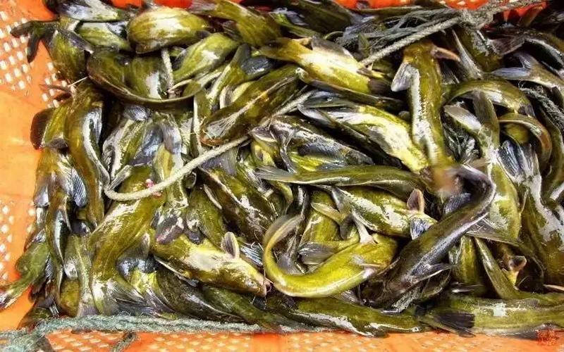 大规模鱼类分类数据集2