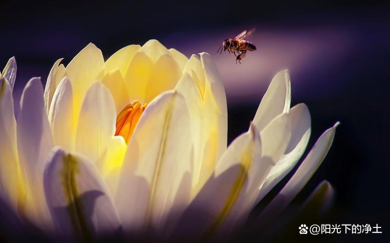 蜜蜂、黄蜂和其他昆虫数据集
