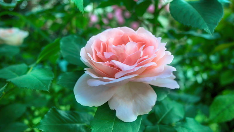 花朵分类数据集