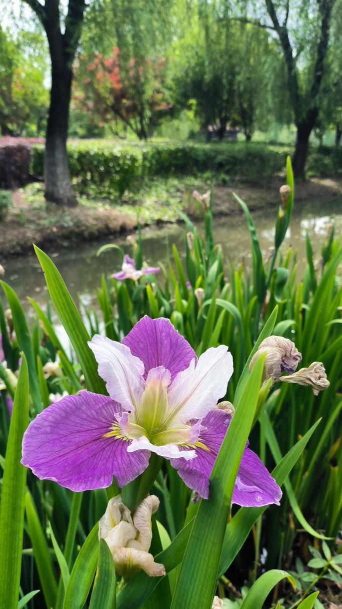 鸢尾花数据集2