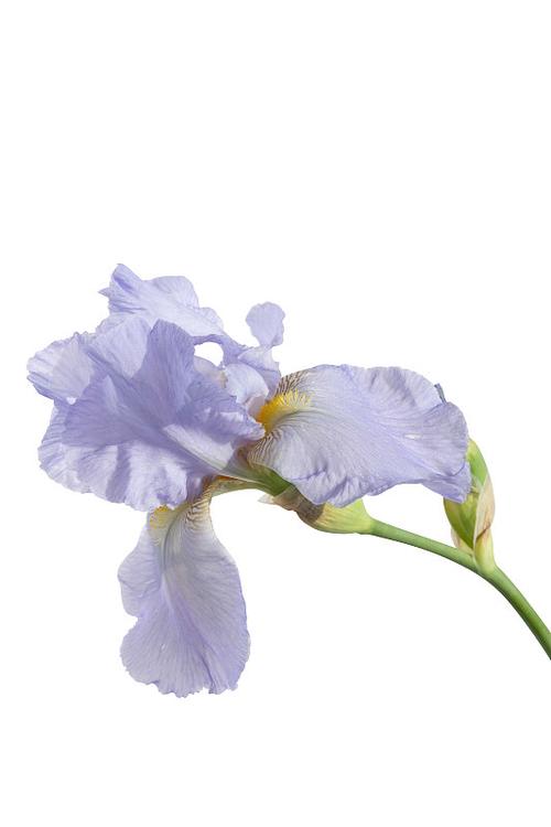 iris花朵分类数据集