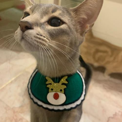 猫的十二分类（新）数据集