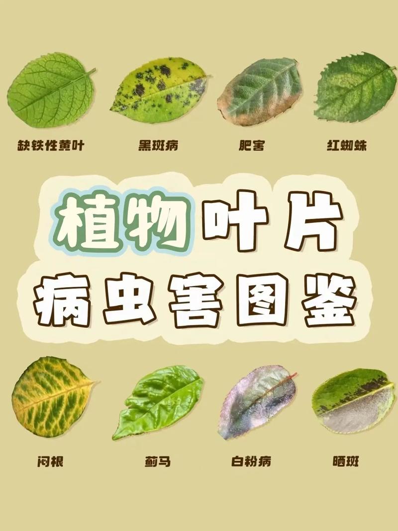 中国农业大学_叶菜病虫害图像识别挑战赛数据集