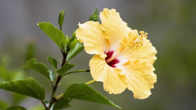 分辨花种类数据集