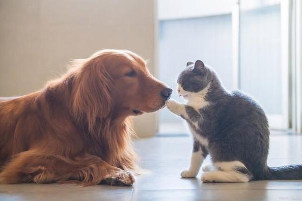 猫狗二分类数据集