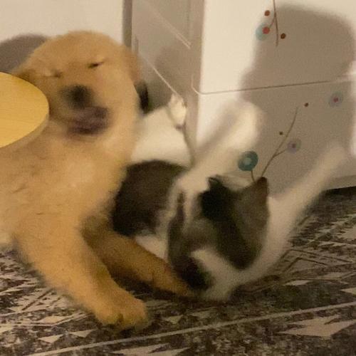  猫狗大战数据集