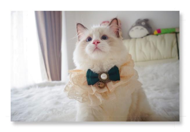 猫分类数据集
