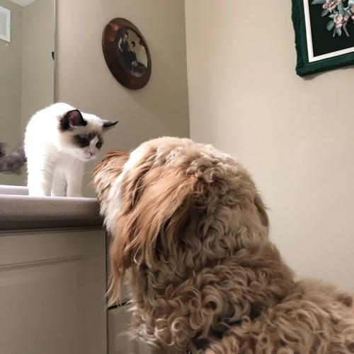 猫狗分类数据集4