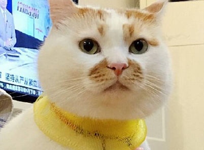AHPU-BDAI 猫十二分类数据集