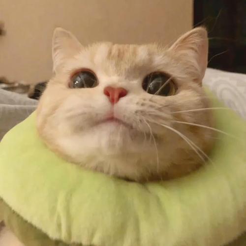 猫脸识别-12种猫分类数据集