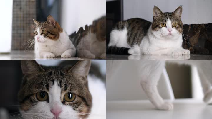猫分类数据集2