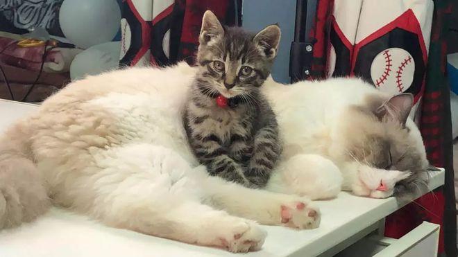 猫狗分类数据集6