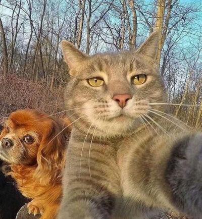 批量猫狗数据集