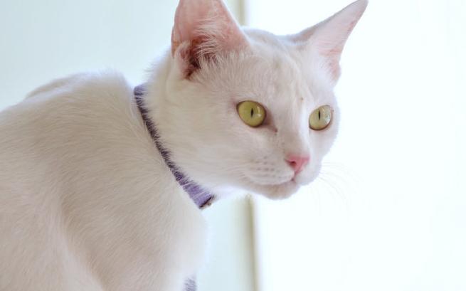 猫十二分类数据集