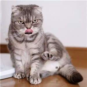 猫十二分类数据集2