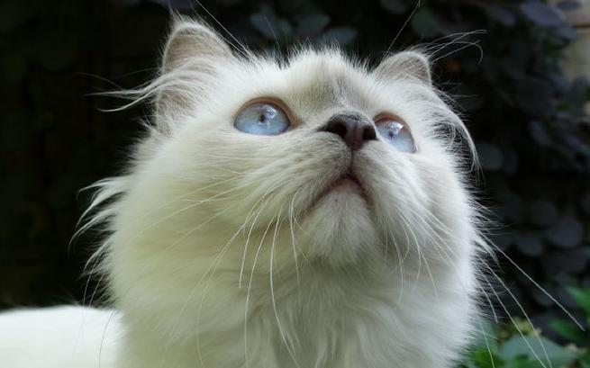猫图像分割数据集