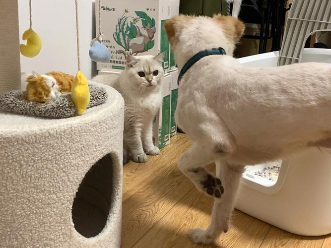   经典猫狗大战数据集