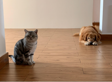 猫狗分类数据集7