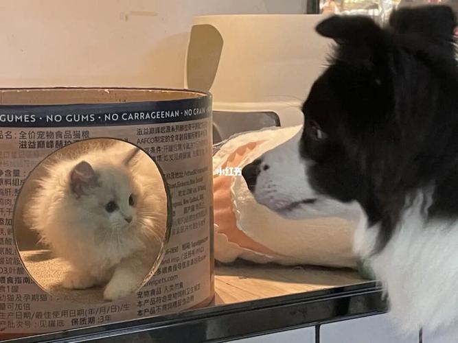 猫狗图像数据集